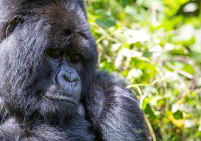 4 Days Gorilla and Chimpanzees Trek