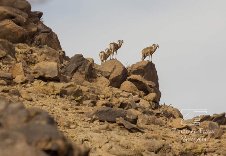 Cover Gobi Desert