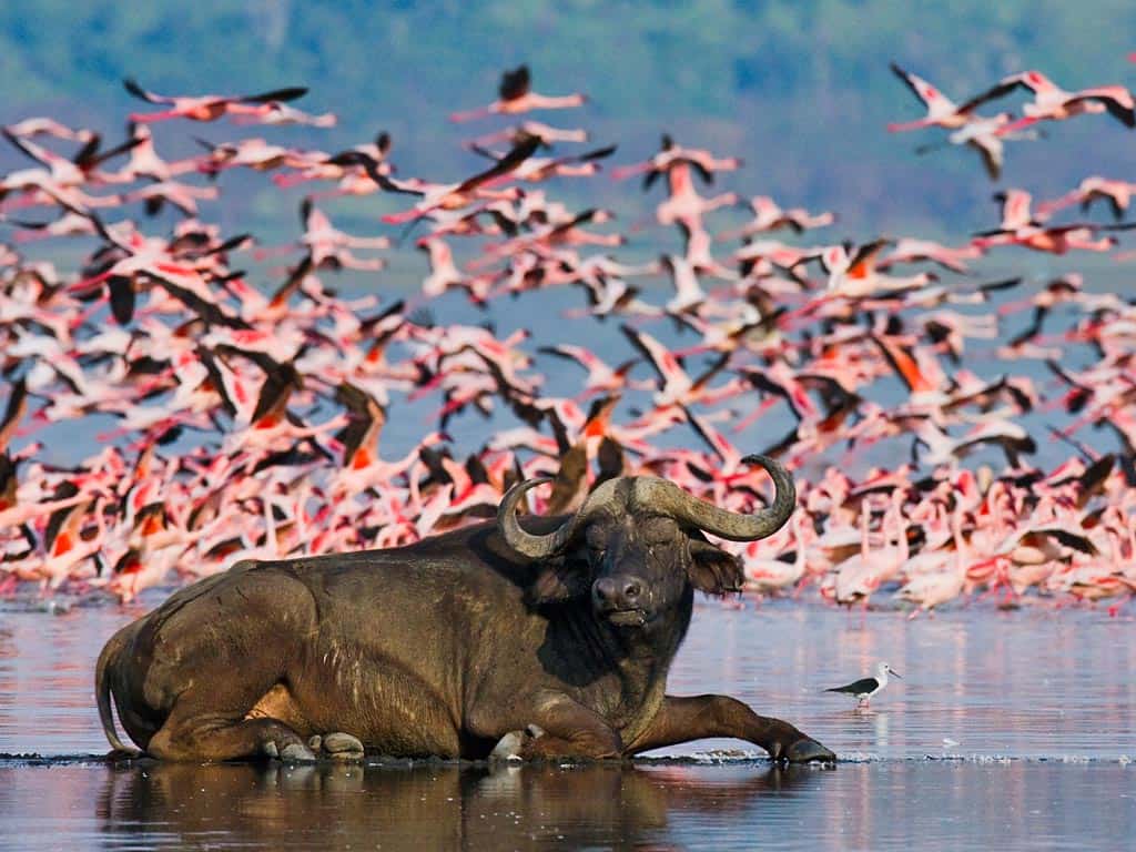 Featured Lake Nakuru Np F