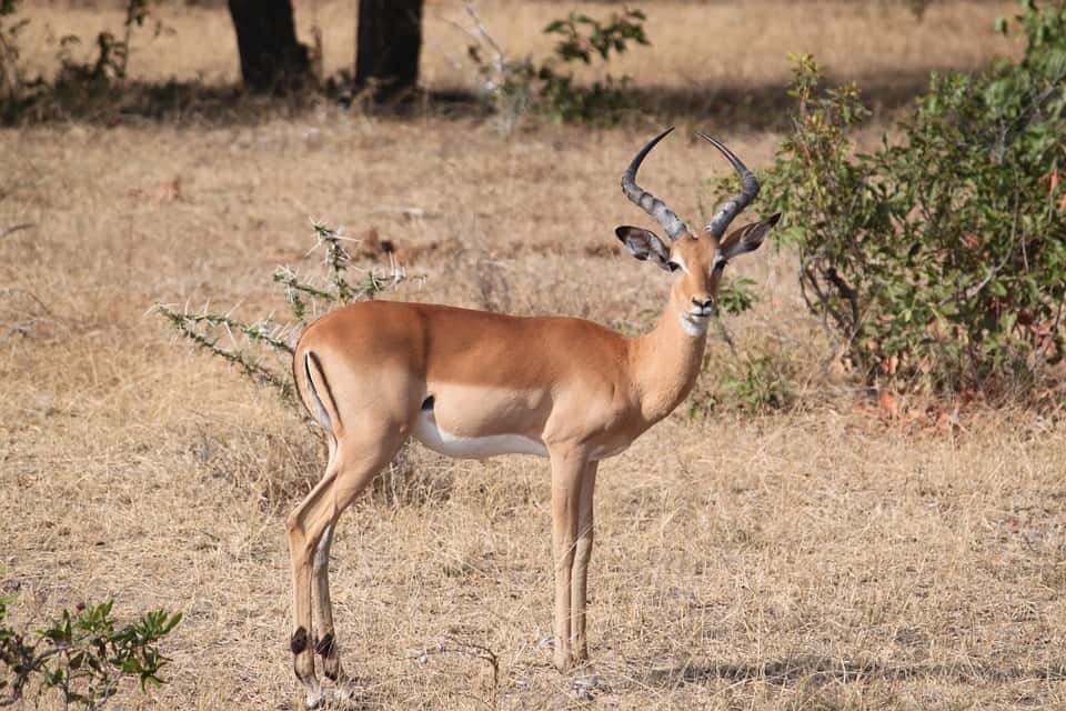 Gazelle 1029784 960 720