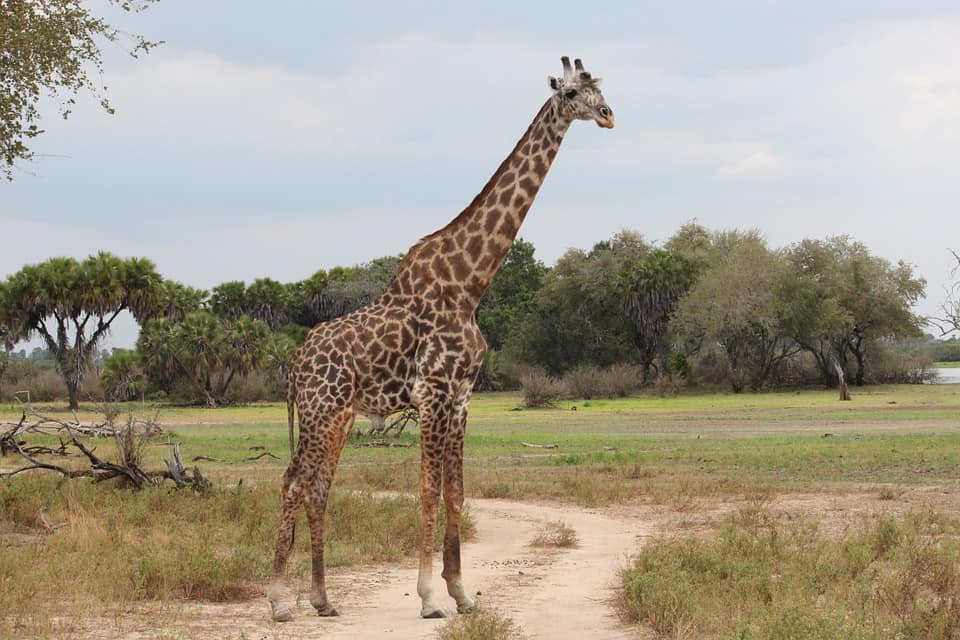 Giraffe 1029795 960 720