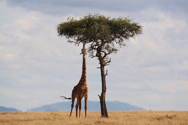 Best Time To Visit Kenya (for Safari & Wildebeest Migration)