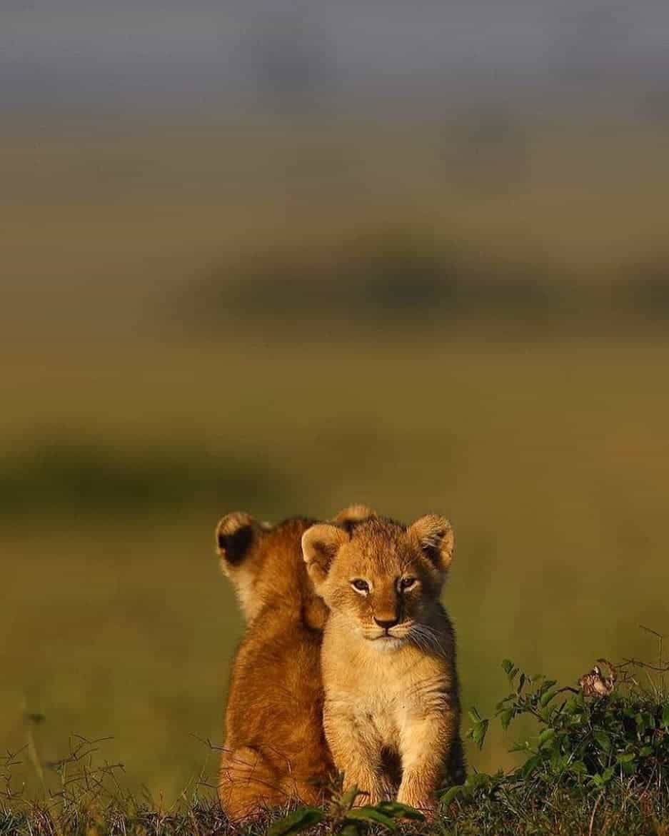 Lion Cubs