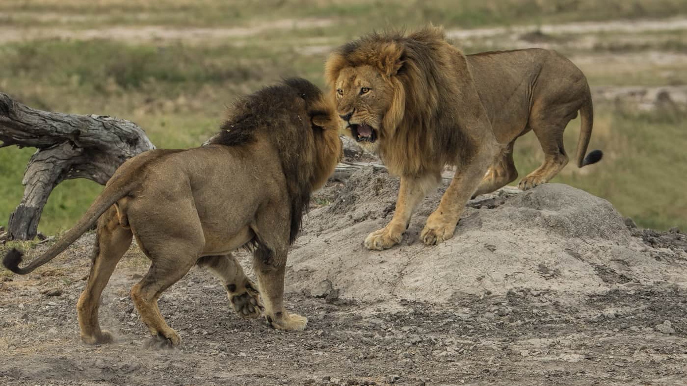 Jericho Cecil Lions