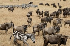 13 Days Adventurous Kenya-Tanzania Budget Camping Safari