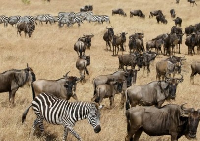 13 Days Adventurous Kenya-Tanzania Budget Camping Safari