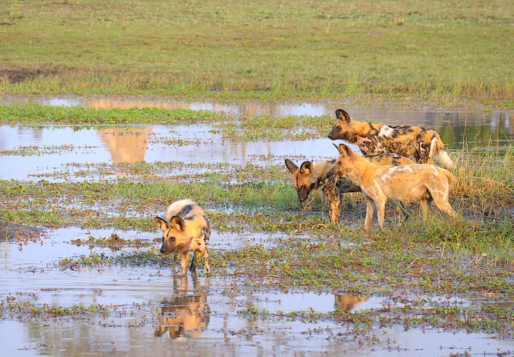 Wild Dogs Water Safarideal