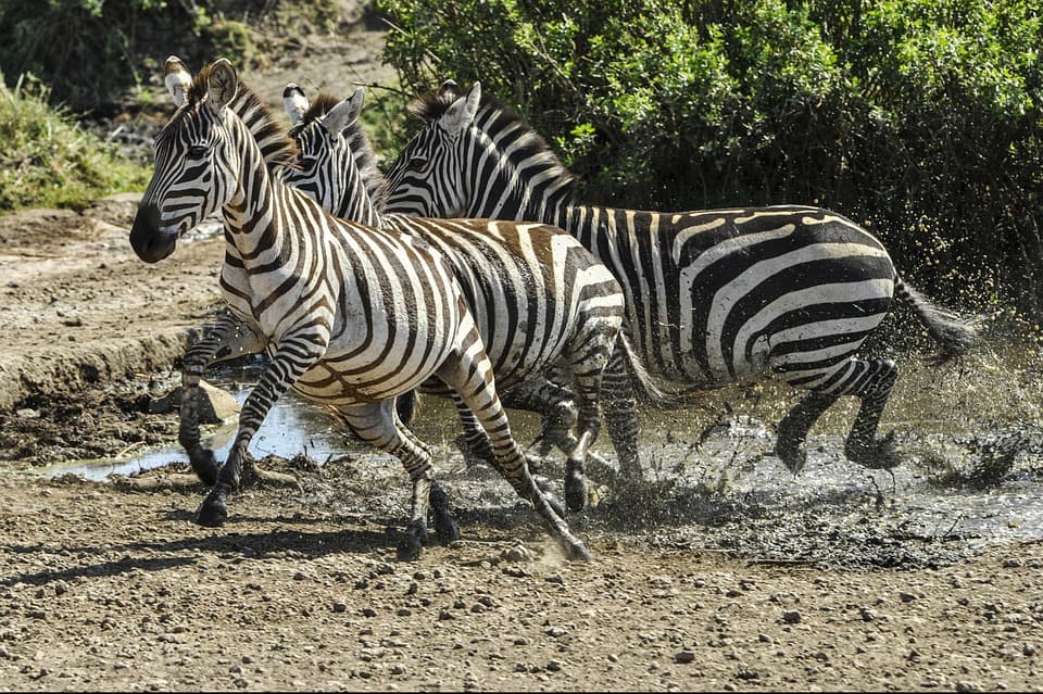 Zebra 591862 960 720