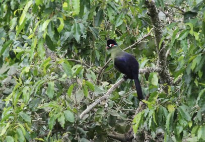 Tarangire National Park Day Trip