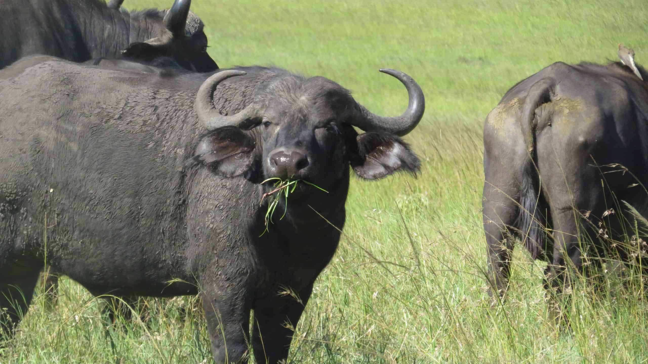 Buffalo
