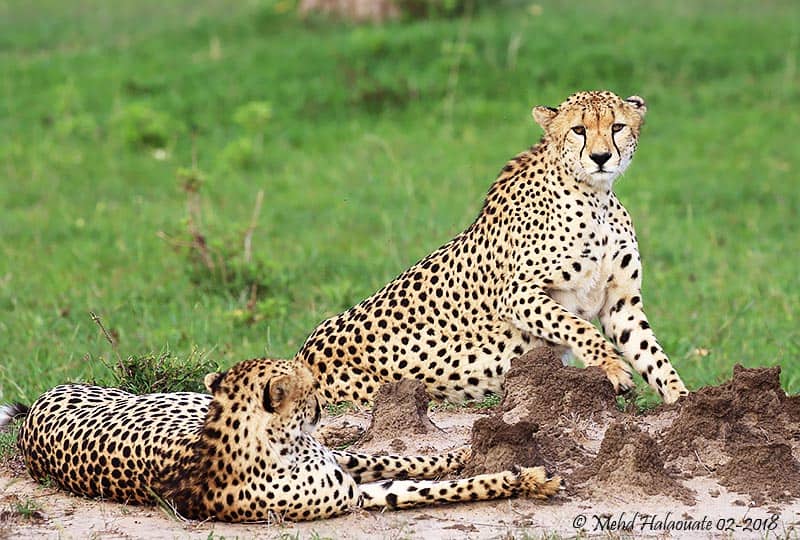 Cheetahs (acinonyx Jubatus) 2