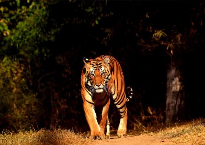 Rajasthan Bandhavgarh Wildlife and Royal Bengal Tiger Safari
