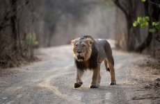 Gujarat Wildlife Safari Experience