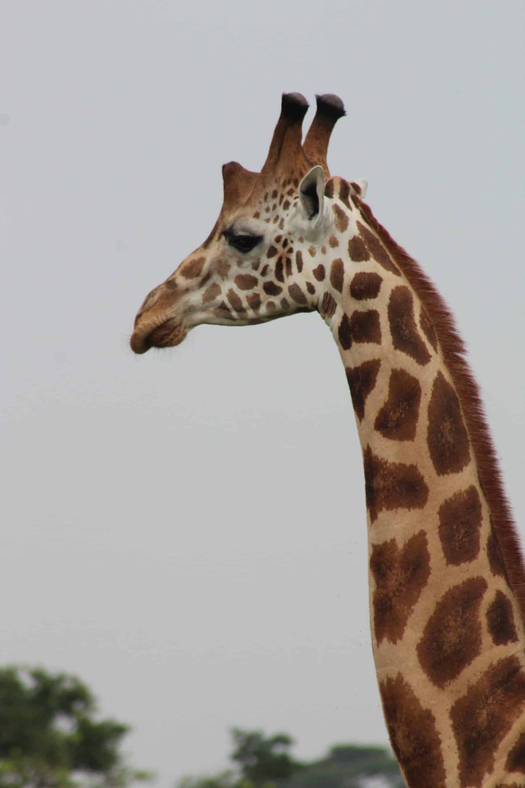 Giraffe In Murchison Falls Np