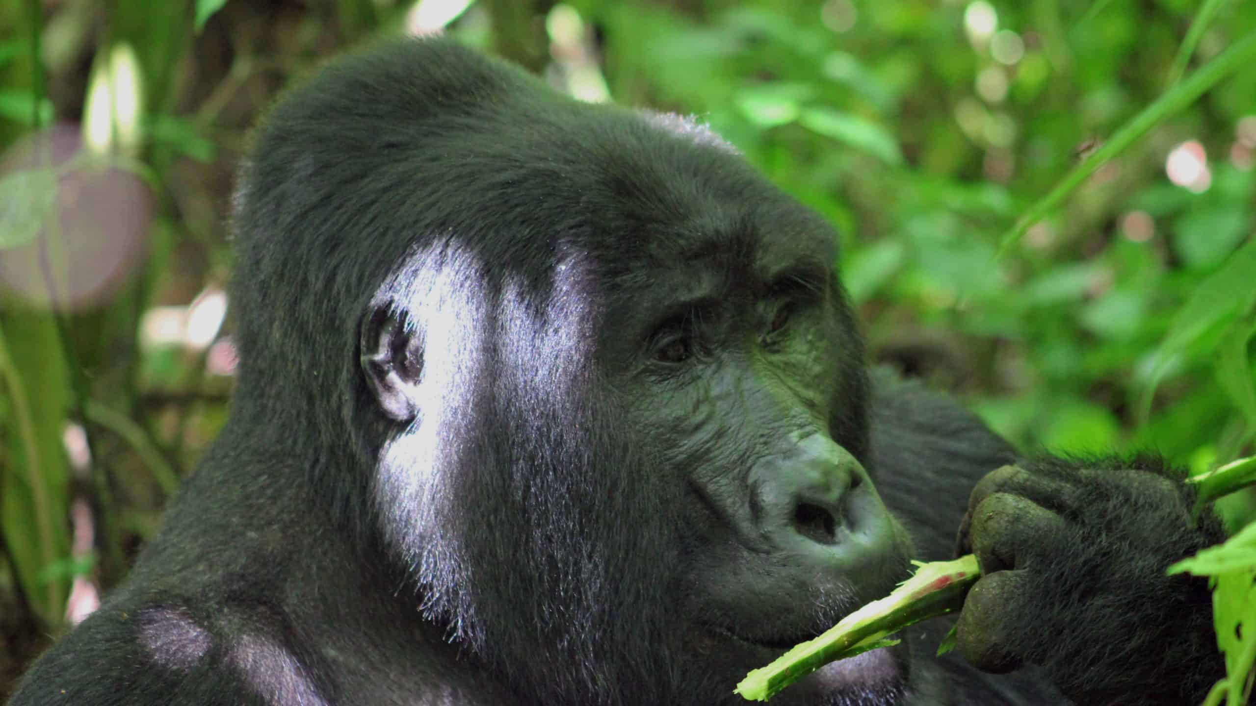 Gorilla In Bwindi Impenetrable Forest