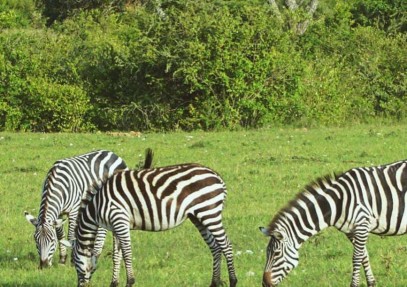 12-Day Kenya & Tanzania Camping Safari