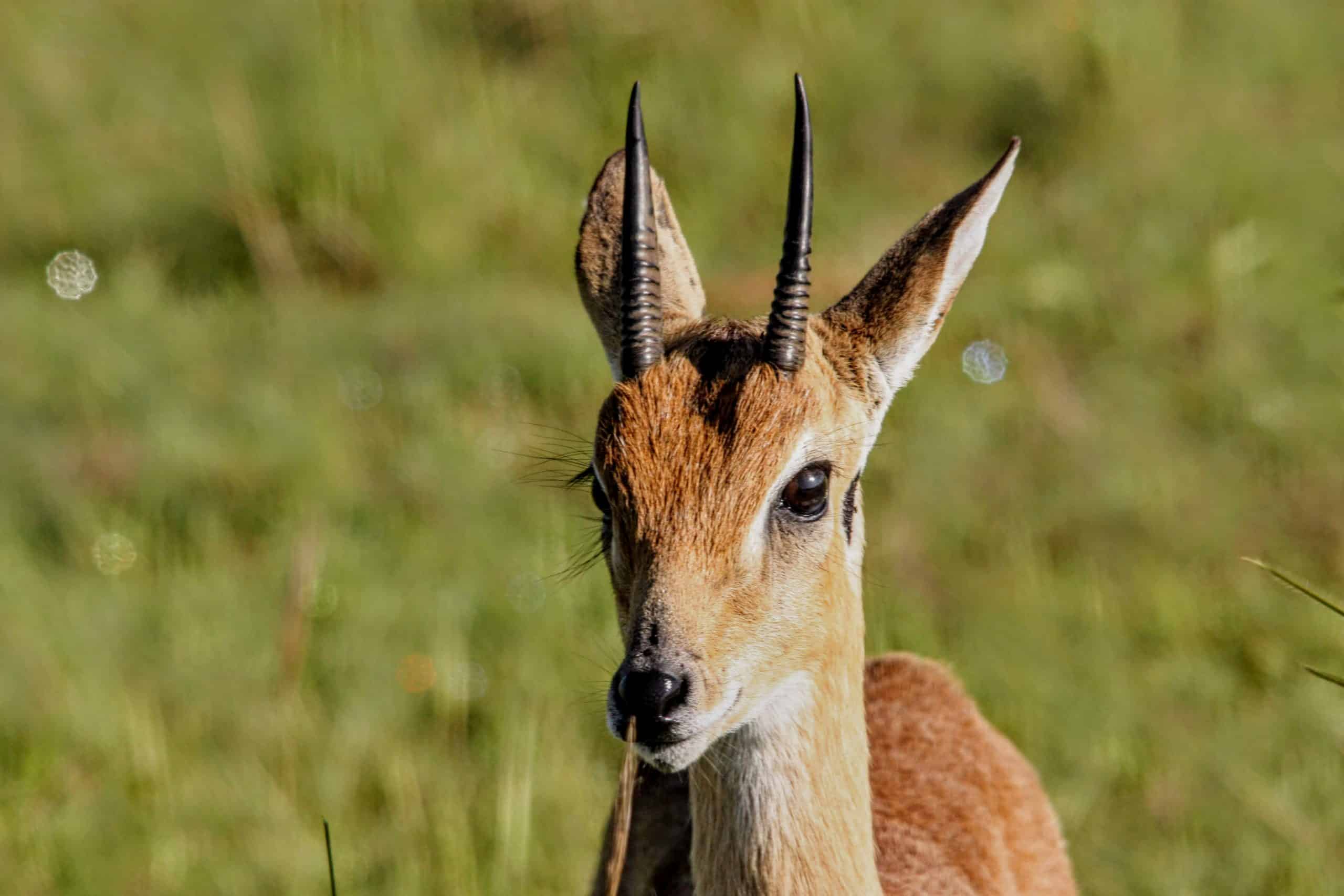 Kob At Queen Elizabeth National Park