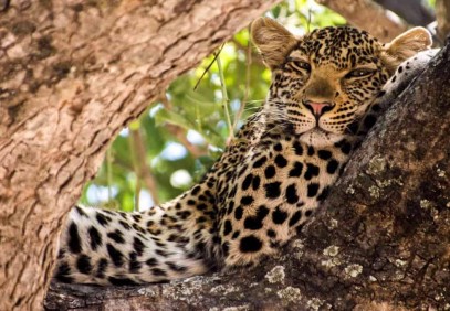 3-Day Tanzania Game Viewing Safari