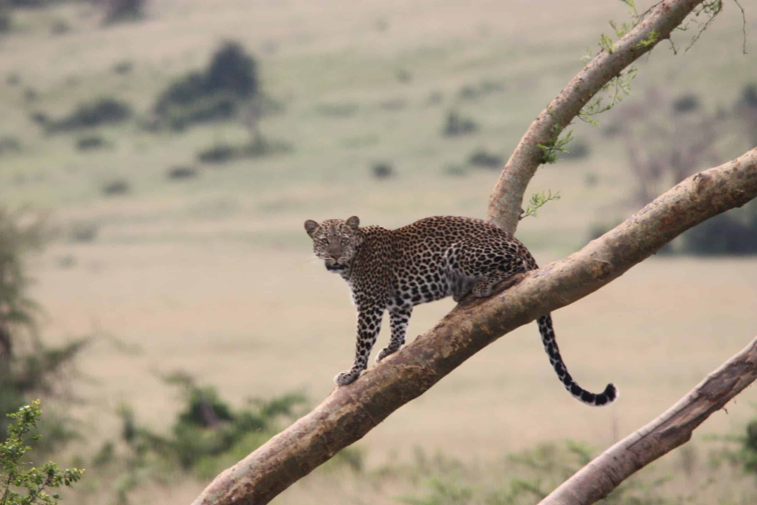 Leopard At Queen