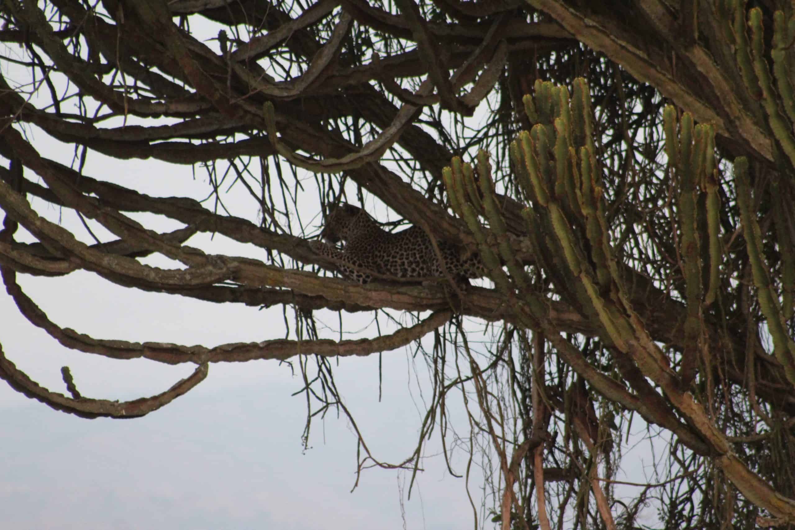Leopard On A Tree In Queen