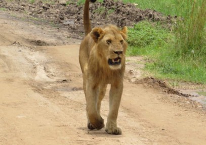 7-Day Kenya Tour