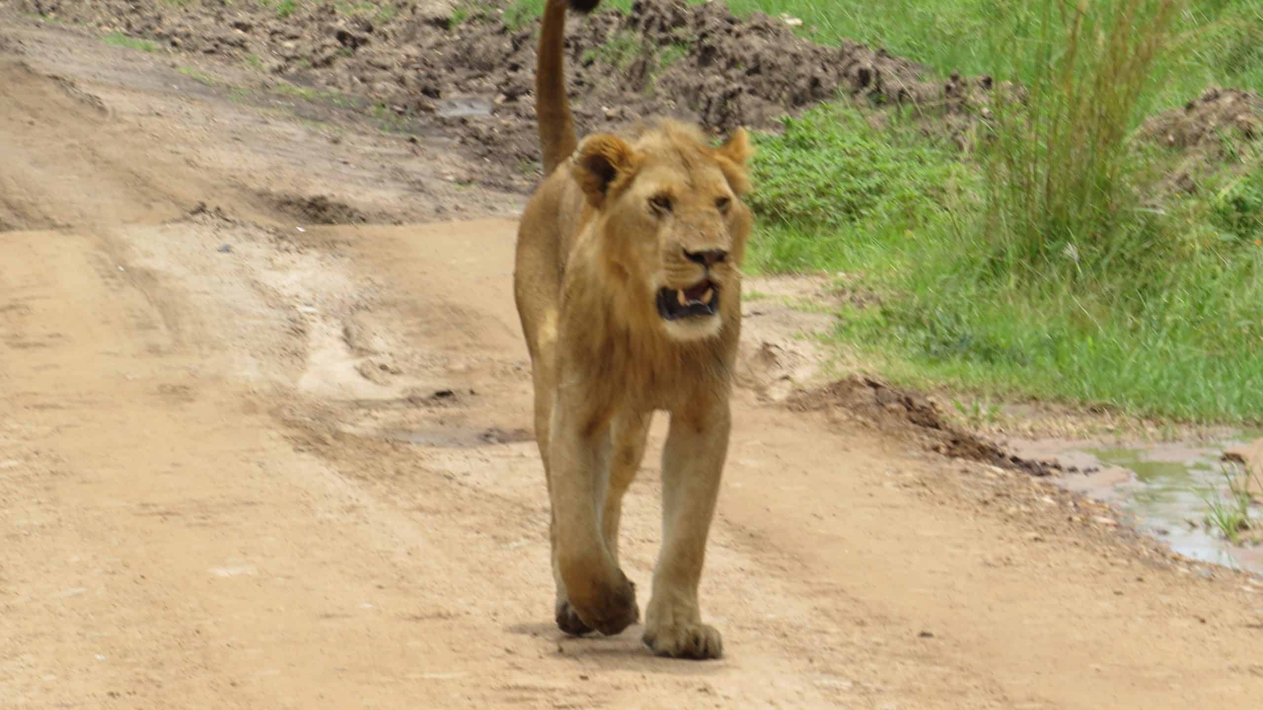 Lion (38)