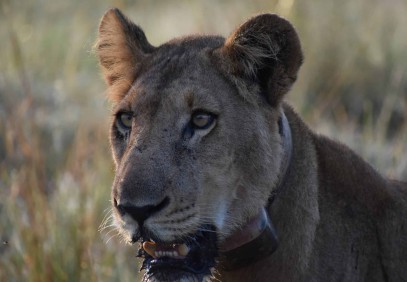 15-Day Big Five, Gorilla & Chimp Safari