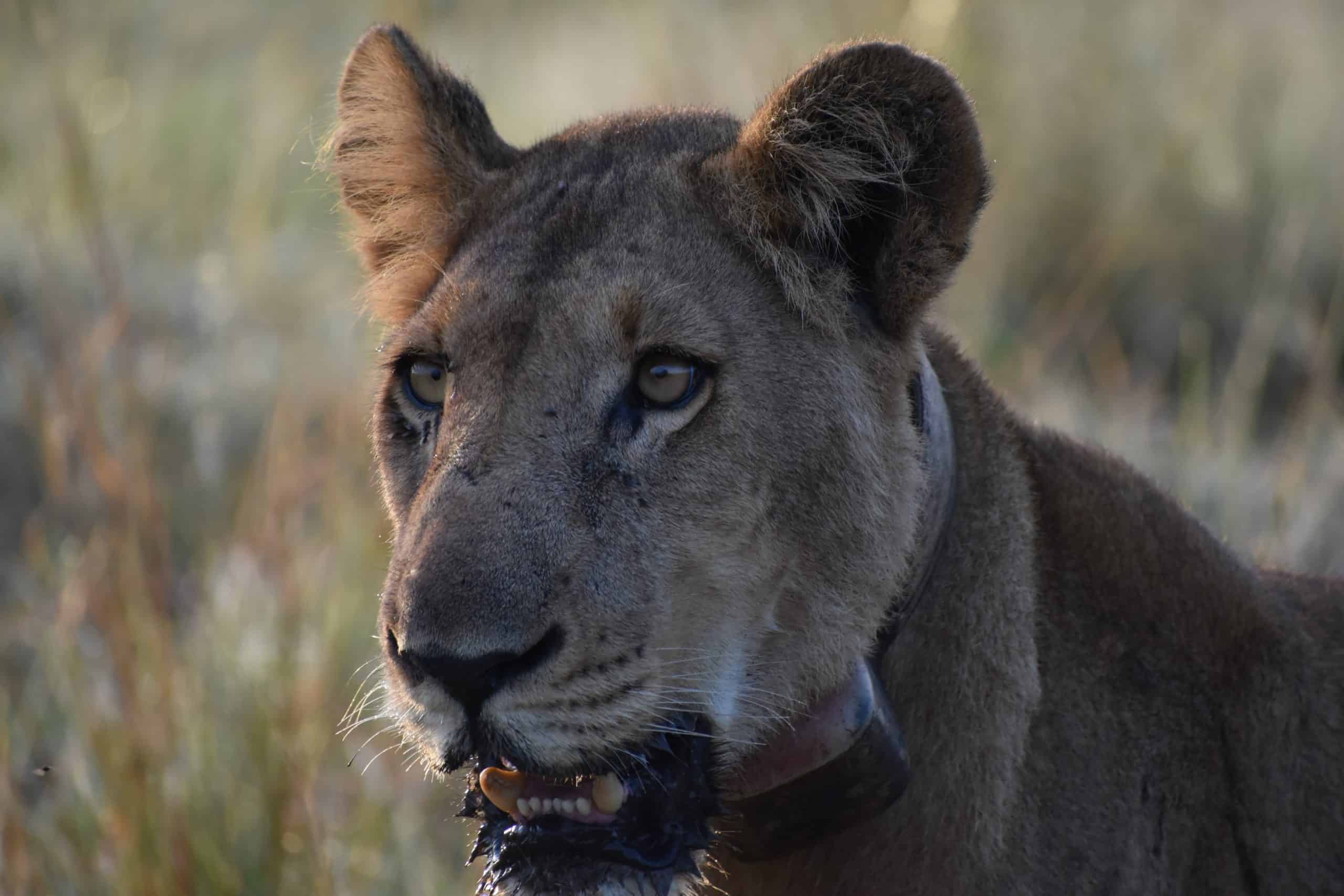 Lion At Kidepo Valley National Park