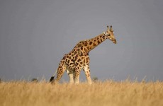 3-Day Murchison Falls Safari