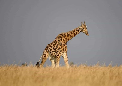 3-Day Murchison Falls Safari