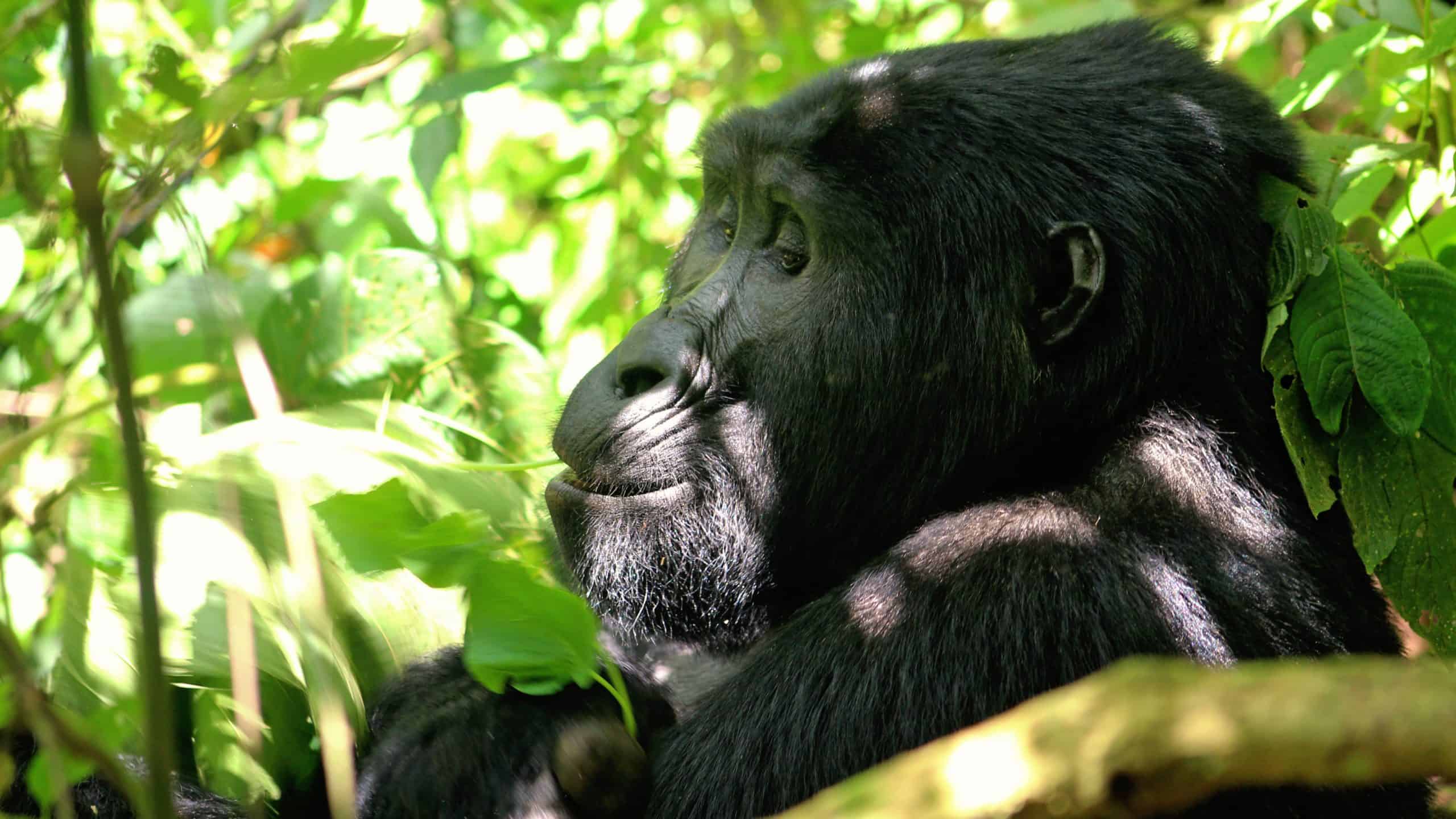 Primate World Safaris Cover Photo