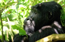 4-Day Gorilla Trekking Safari