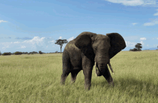 Tanzania Big 5 Safari