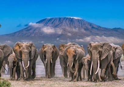 4-Day Luxury Elephant Trail Safari