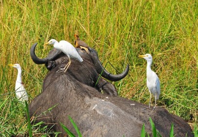 15-Day Best of Uganda Tour