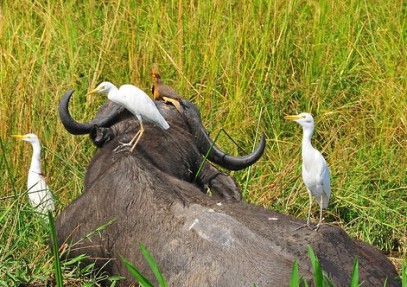 15-Day Best of Uganda Tour