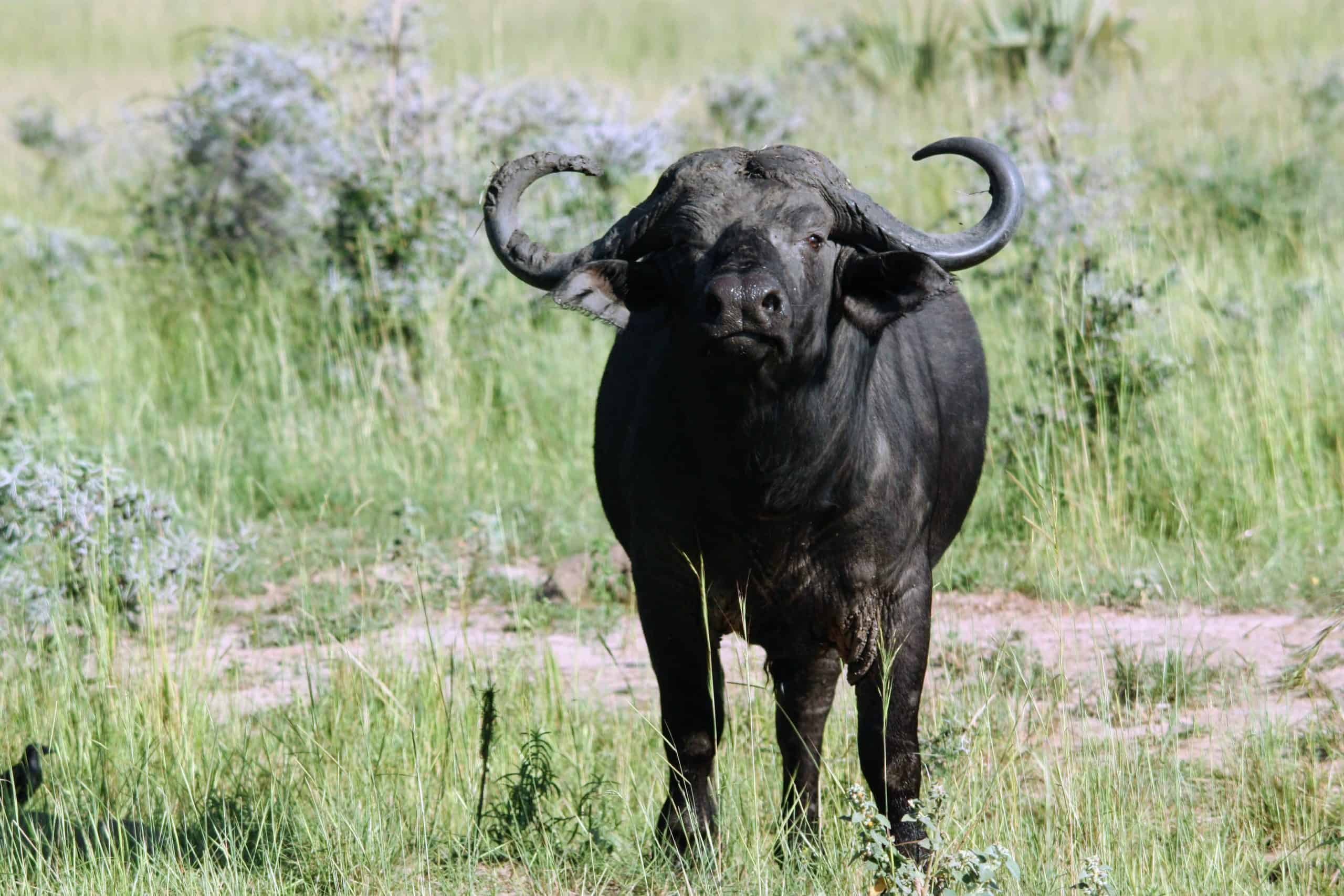 Buffalo At Queen Elizabeth