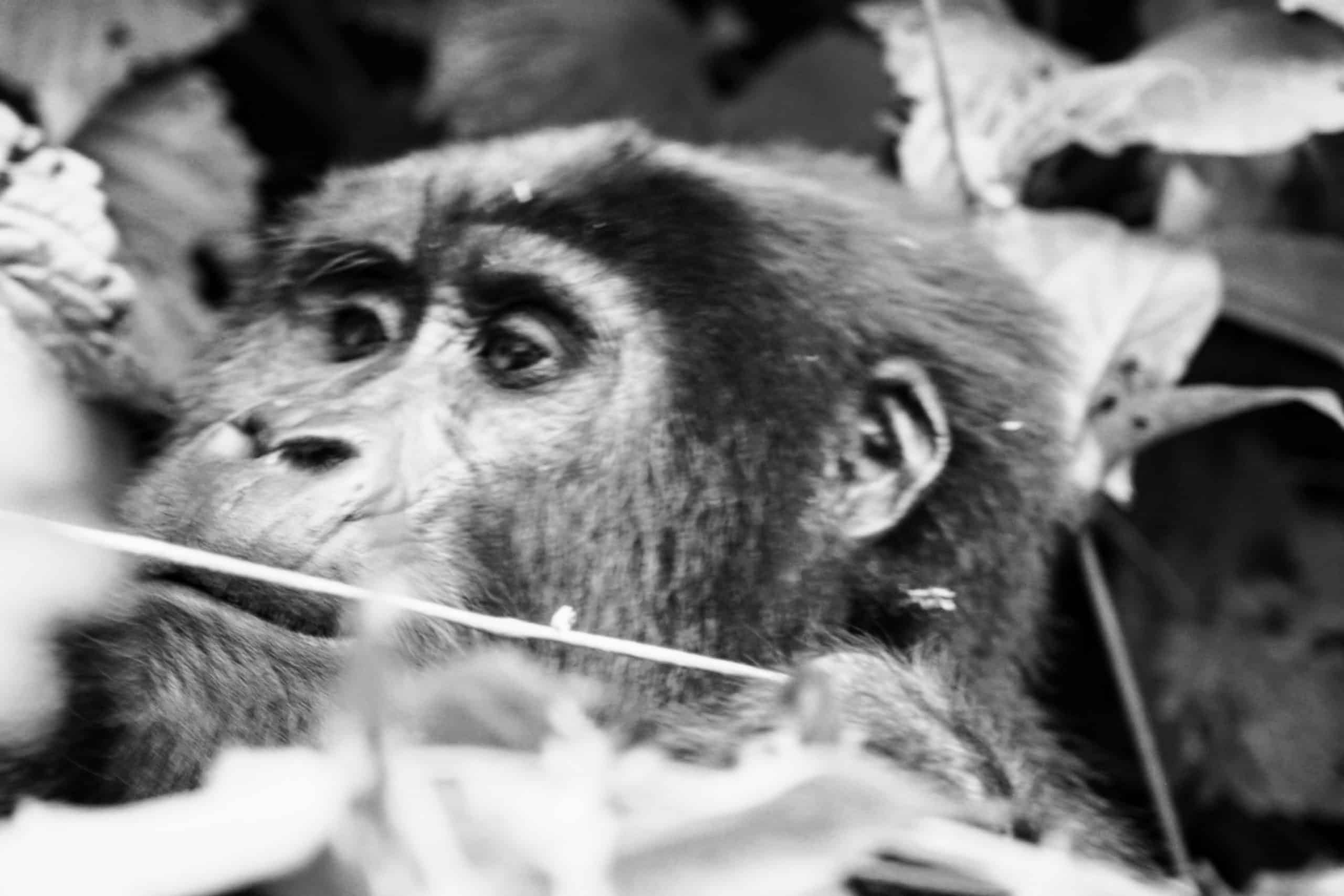 Chimpanzee In Kibale Forest National Park (2)