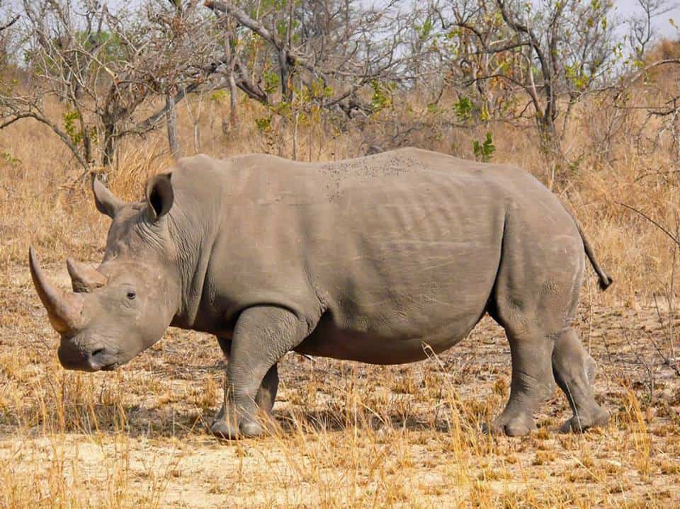 Clear Rhino