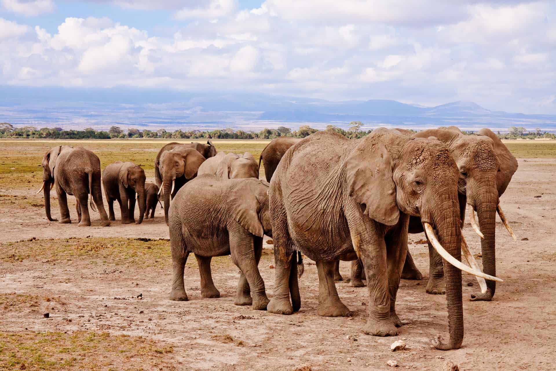 Elephants 458990 1920