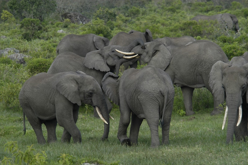 Elephants In Anp