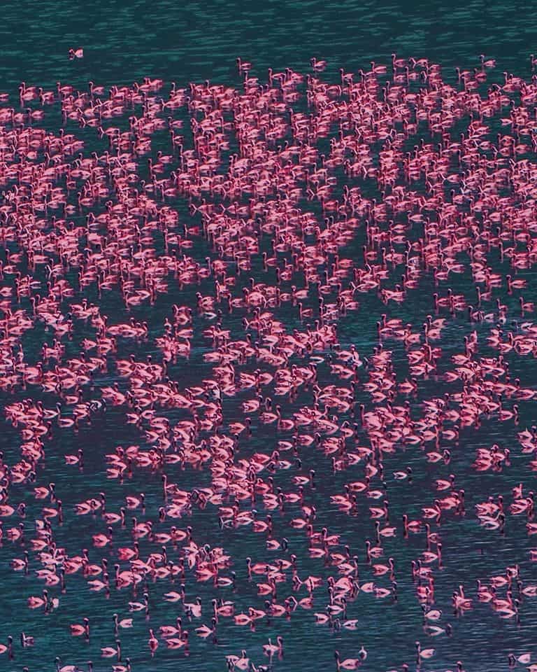 Flamingoes Lake Manyara2