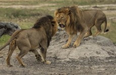 8-Day Kenya Wildlife Experience