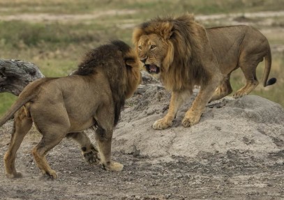 8-Day Kenya Wildlife Experience