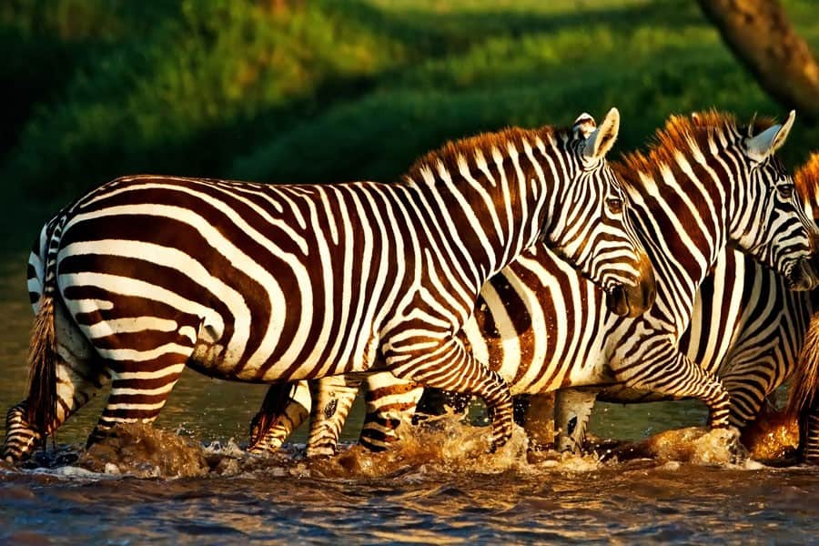Lake Nakuru National Park 
