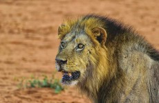 7 Days Bush to Beach Kenya Holiday