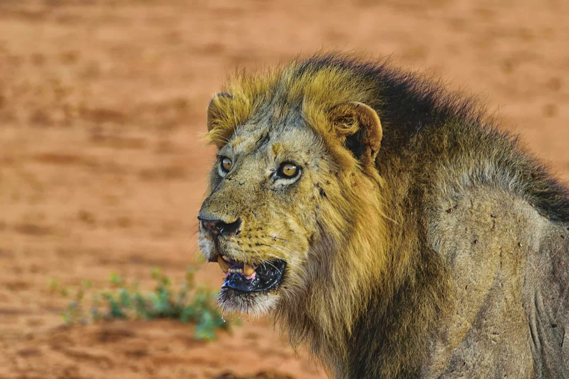 Lion 2920014 1920