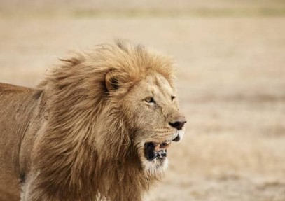 Ngorongoro Crater Day Trip