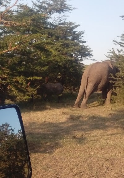 Manyara Eles