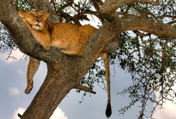 Manyara Tree Climbing